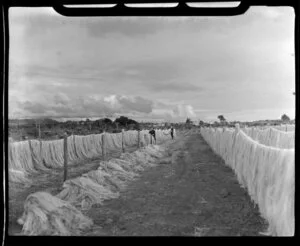 Flax mill, Greymouth, showing workers laying out flax on fences