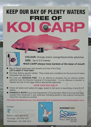 Koi carp notice