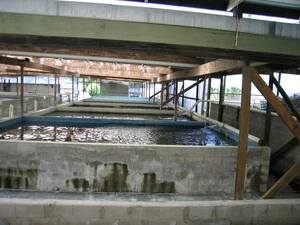 Indoor pools, Huka prawn farm