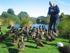 Feeding time for ducks