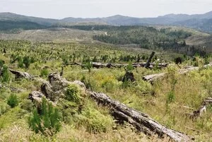 Land cleared and planted in pine trees