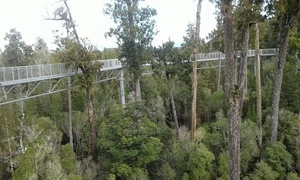 West Coast Treetops canopy walk, Hokitika