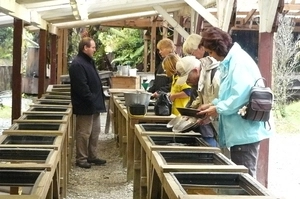 Gold panning at Shantytown