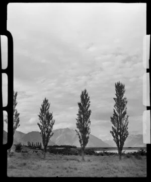 Young poplars beside Lake Ohau, Waitaki District, Canterbury Region