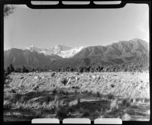 Rural area, Fox Glacier, West Coast Region, showing Mount Tasman and Mount Cook