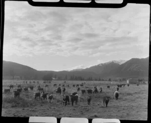 Fox Glacier area, West Coast Region, showing cattle
