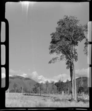 Scene with trees, Fox Glacier area, West Coast Region