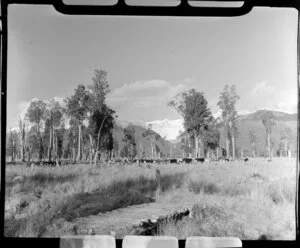Scene with trees and cattle, Fox Glacier area, West Coast Region