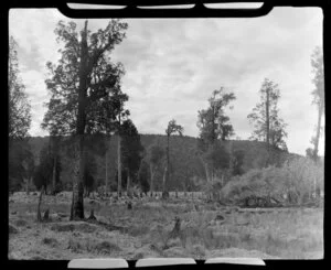 Scene with trees, Fox Glacier area, West Coast Region