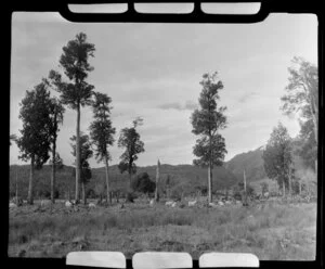 Scene with trees and sheep, Fox Glacier area, West Coast Region