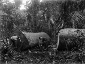 Men chopping kauri logs, Northland