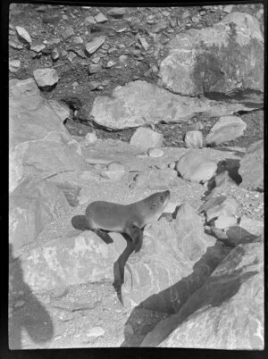 Gillespies Beach, South Westland, showing seal on rocks