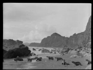 Gillespies Beach, South Westland, showing seals by rocks