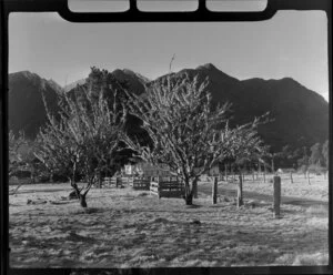 Fox Glacier Hotel and grounds, West Coast Region, including old trees