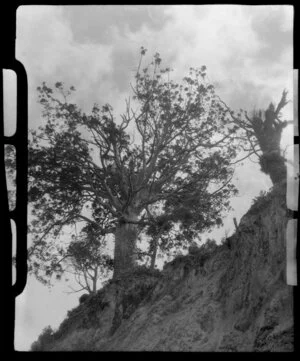 Packwood Kauri tree, Brynderwyn Hills, Waipu