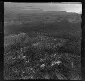 Hatepe bush, Taupo District, Waikato