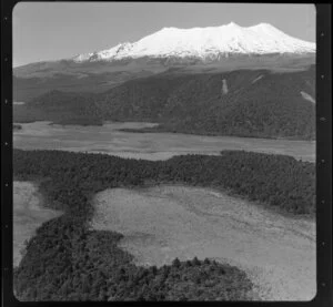 Mount Ruapehu, showing bush in foreground