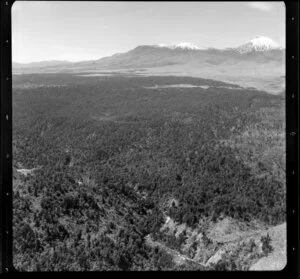 Owhango bush, Ruapehu District, showing Mount Tongariro and Mount Ruapehu in the distance