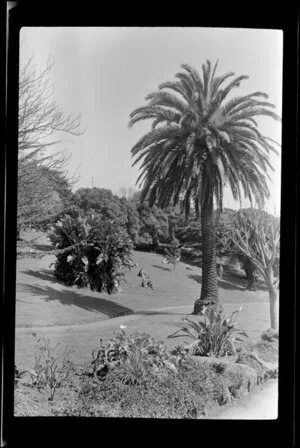 Albert Park, Auckland, showing large palm tree and people sitting on grass area