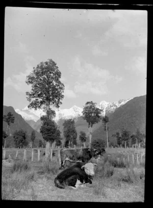 Fox Glacier, West Coast Region, showing cattle and rural area