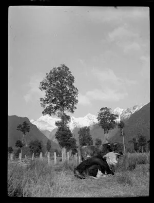 Fox Glacier, West Coast Region, showing cattle and rural area