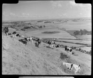 Mangere Mountain, Auckland, showing cattle