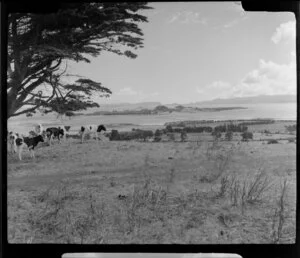 Cattle on Mangere Mountain and Puketutu Island, Auckland