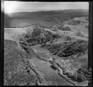 Forestry area, Waimauku, Rodney District, Auckland