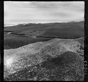 Forestry area, Waimauku, Rodney District, Auckland