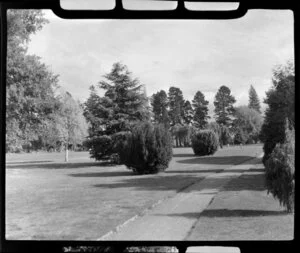 Ashburton Domain, showing trees