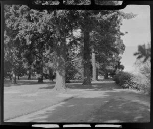 Ashburton Domain, showing pathway and trees