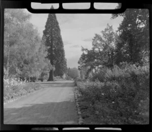 Ashburton Domain, showing pathway, trees and bush