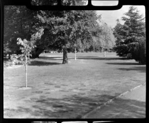 Ashburton Domain, showing trees