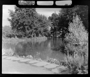 Ashburton Domain, showing ducks in pond