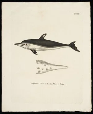Artist unknown :Delphinus novae zeelandiae Quoy et Gaim. CCCLVII. [Erlangen, Wolfgang Walther, 1775]