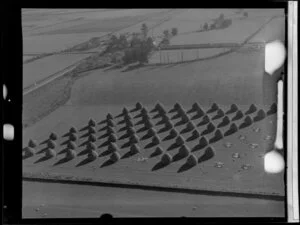 Bales of harvested linen flax, Winton, Southland District