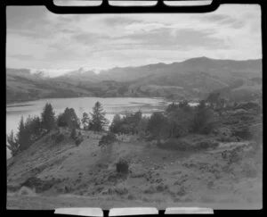 Akaroa, Banks Peninsula, including sheep grazing on slopes and hills in the distance