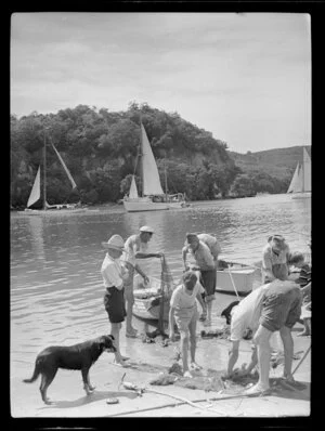 Removing small fish from a fishing net, Whitianga harbour