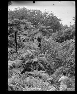 Bush with tree ferns seen from the Coromandel Road