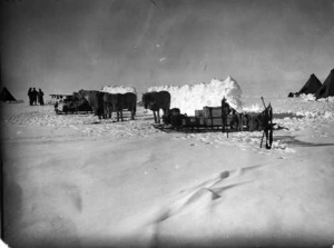 Campsite during the British Antarctic ("Terra Nova") Expedition (1910-1913), with Mongolian ponies