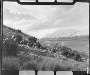 Tussock covered slope beside Lake Ohau, Waitaki County