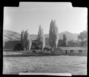 Kawerau during Autumn, Bay of Plenty, showing farm