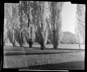 Kawerau during Autumn, Bay of Plenty, showing trees