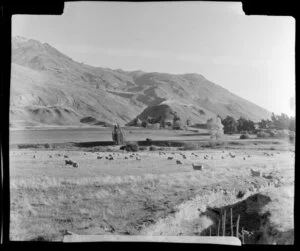 Kawerau during Autumn, Bay of Plenty, showing sheep and hills