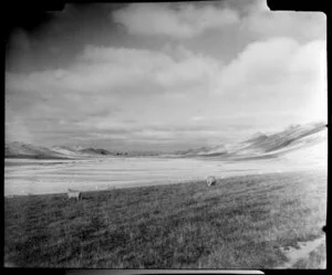 Rural countryside, Athol, Southland, including sheep