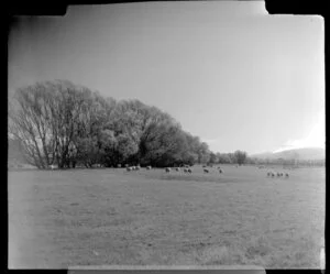 Rural countryside, Dipton, Southland, including sheep
