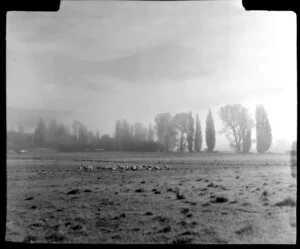 Early autumn morning on farm, Cromwell, Central Otago, including sheep