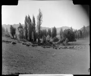 Lake Wanaka, Otago during autumn, including sheep