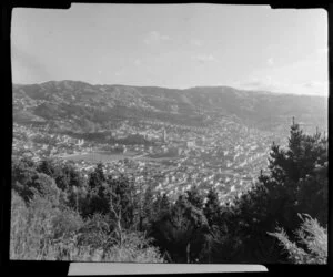 Overlooking Wellington from Mount Victoria Town Belt