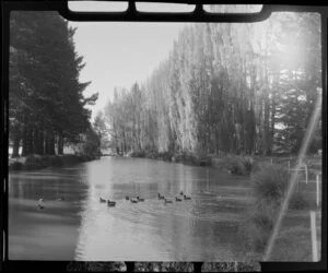 Christchurch Botanic Gardens, featuring ducks on Avon River